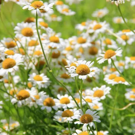 Dei Tigli Bed & Breakfast *