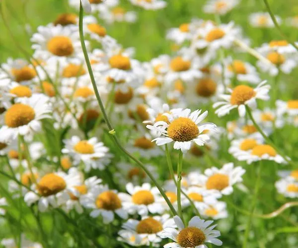 Dei Tigli Nocleg ze śniadaniem *